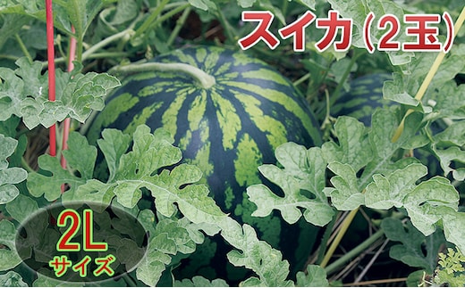 【在庫数限定】スイカ（2玉）1玉約7kg以上 果物類