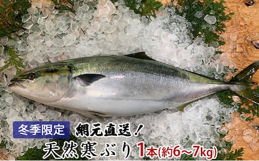 【納品日指定不可】網元直送！天然能登寒ぶり1本（約6～7kg） 魚介類 活〆 