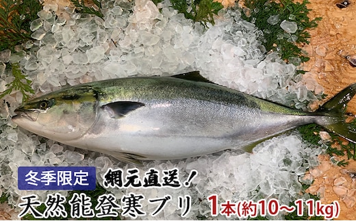 【納品日指定不可】網元直送！天然能登寒ブリ1本（約10～11kg） 魚介類 活〆 ぶり 