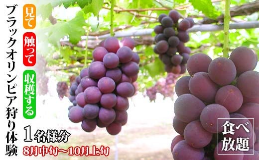 ブラックオリンピア狩り体験 食べ放題 1名様分 ブラックオリンピア 狩り フルーツ狩り くだもの狩り ぶどう ブドウ 葡萄 果物 くだもの 体験 復興 震災 コロナ 能登半島地震復興支援 北陸新幹線 F6P-1810