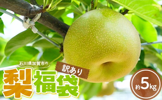 【2026年先行予約】【訳あり】梨 福袋 5kg 旬の品種を1品種お届け くだもの 果物 フルーツ ご当地 食品 新水 なつしずく 幸水 豊水 あきづき 新高 新興 愛宕 F6P-2945