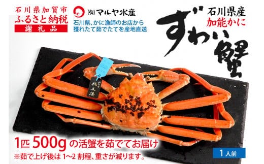 【12月16日～12月26日発送】【先行予約】【冷蔵発送】石川県産 加能かに ズワイガニ ( 産地証明タグ付 ) 茹で上げ前重量 約500g 1匹 中サイズ F6P-2745