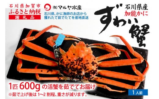 【1月20日～3月31日発送】【先行予約】【冷蔵発送】石川県産 加能かに ズワイガニ ( 産地証明タグ付 ) 茹で上げ前重量 約600g 1匹 中サイズ F6P-2749