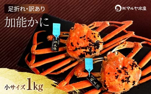 石川県産 加能かに ズワイガニ ( 産地証明タグ付 ) 訳あり 足折れ 小サイズ 2～3匹 合計1.0kg 12月16日～12月26日発送 産地証明 訳あり 家庭用 自宅用 足折れ 先行予約 予約 ブランド蟹 ボイル 茹で 蟹 復興 震災 コロナ 能登半島地震復興支援 北陸新幹線 F6P-2779