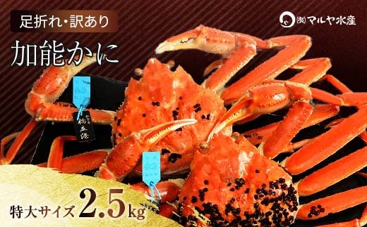 石川県産 加能かに ズワイガニ ( 産地証明タグ付 ) 訳あり 足折れ 特大サイズ 2～3匹 合計2.5kg 12月16日～12月26日発送 産地証明 訳あり 家庭用 自宅用 足折れ 先行予約 予約 ブランド蟹 ボイル 茹で 蟹 復興 震災 コロナ 能登半島地震復興支援 北陸新幹線 F6P-2788
