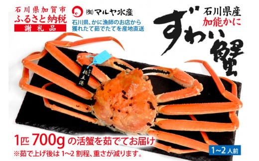 【12月16日～12月26日発送】【先行予約】【冷蔵発送】石川県産 加能かに ズワイガニ ( 産地証明タグ付 ) 茹で上げ前重量 約700g 1匹 大サイズ F6P-2751