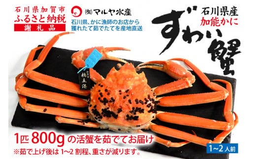 【1月20日～3月31日発送】【先行予約】【冷蔵発送】石川県産 加能かに ズワイガニ ( 産地証明タグ付 ) 茹で上げ前重量 約800g 1匹 特大サイズ F6P-2755