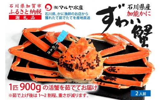 【1月20日～3月31日発送】【先行予約】【冷蔵発送】石川県産 加能かに ズワイガニ ( 産地証明タグ付 ) 茹で上げ前重量 約900g 1匹 特大サイズ F6P-2758