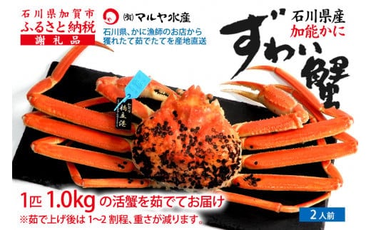 【12月16日～12月26日発送】【先行予約】【冷蔵発送】石川県産 加能かに ズワイガニ ( 産地証明タグ付 ) 茹で上げ前重量 約1.0kg 1匹 特大サイズ F6P-2760
