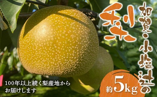 【100年以上続く梨産地】加賀・小塩辻の梨 約5kg ナシ なし くだもの 果物 フルーツ ご当地 食品 F6P-3359