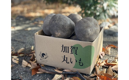 【先行予約】能美市特産品加賀丸いも 3kg