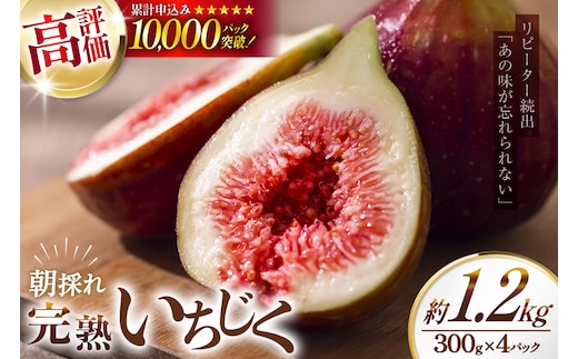 【期間限定発送】 いちじく 生 完熟 約1.2kg (300g×4パック) [モアショップヤマモト 石川県 宝達志水町 38600615] 果物 くだもの フルーツ イチジク 無花果 期間限定 朝採れ