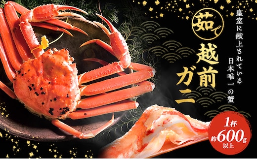 期間限定 茹で 越前ガニ 約600g以上 1杯 食通もうなる本場の味をぜひご堪能ください 越前カニ ズワイガニ カニ 蟹 海鮮 福井県 若狭町