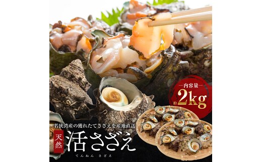 活さざえ 約2kg セット 詰め合わせ 若狭湾産 活 さざえ サザエ 貝 貝類 魚介 魚介類 海鮮 海鮮セット 新鮮 福井 福井県 若狭町