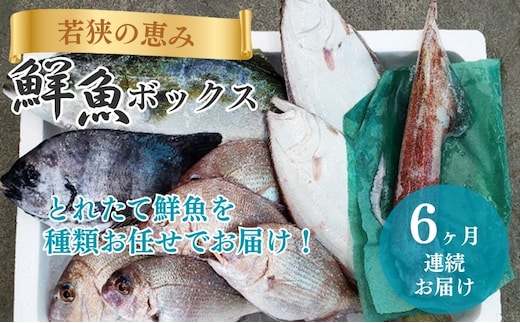 鮮魚セット 定期便 6ヶ月 若狭の恵み 鮮魚ボックス 種類はお任せ 魚 お魚 セット 詰め合わせ 魚介 魚介類 海鮮 海鮮セット 6回 半年 お楽しみ 福井 福井県 若狭町
