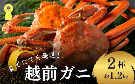 期間限定 茹で 越前ガニ 約1.2kg 2杯 食通もうなる本場の味をぜひ、ご堪能ください 越前かに 蟹 カニ かに ボイルカニ ポーション ズワイガニ 海鮮 限定 福井 福井県 若狭町