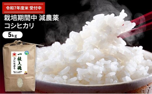 令和7年産 栽培期間中減農薬 コシヒカリ 5kg お米 精米 白米 玄米 ブランド米 銘柄米 ご飯 おにぎり お弁当 和食 産地直送 粘り 香り 旨み つや白米