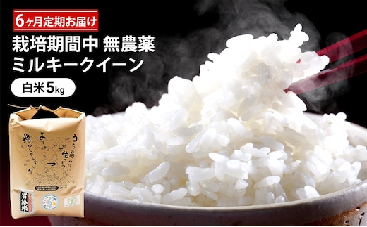米 定期便 6ヶ月 栽培期間中 無農薬 ミルキークイーン 5kg 白米 精米 こめコメ 福井県認証特別栽培米 化学肥料化学合成農薬不使用 ブランド米 ご飯 ミルキークィーン 6回 半年 お楽しみ 福井 福井県 若狭町
