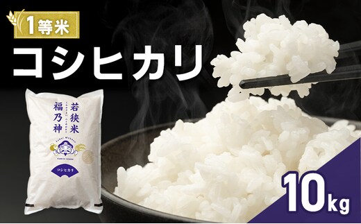 令和7年産 コシヒカリ 10kg（一等米・神谷農園） 米 お米 こしひかり 若狭町