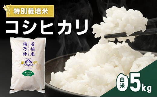 令和7年産 特別栽培米 コシヒカリ 5kg（白米） 米 お米 こしひかり 若狭町