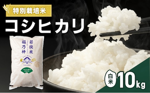 令和8年産 特別栽培米 コシヒカリ 10kg（白米） 米 お米 こしひかり 若狭町