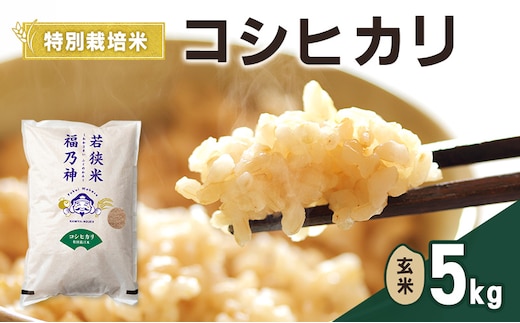 令和8年産 特別栽培米 コシヒカリ 5kg（玄米） 米 お米 こしひかり 若狭町