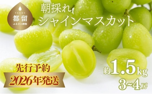 【2026年先行予約】 シャインマスカット約1.5kg（3~4房） 【アズールヤード】 | フルーツ スイーツ 贈答用 プレゼント ギフト