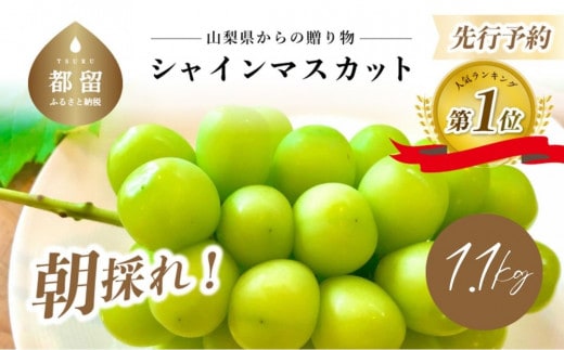 【2026年！先行予約！】山梨県産シャインマスカット 約1.1kg (２房～3房) 数量限定|山梨 シャイン シャインマスカット 葡萄 ぶどう フルーツ 果物 先行予約 贈答 おやつ 朝採れ 産地直送