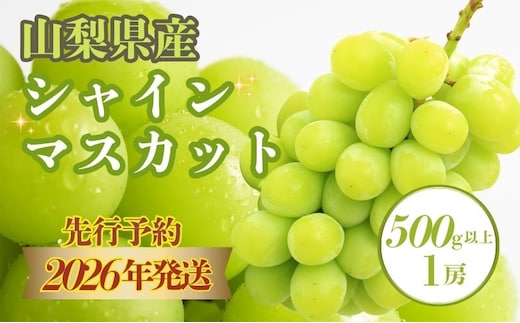 【2026年先行予約】 シャインマスカット500g以上（1房）