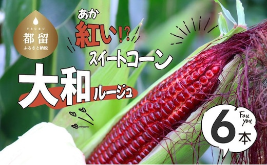 【2026年先行予約】紅いスイートコーン 大和ルージュ