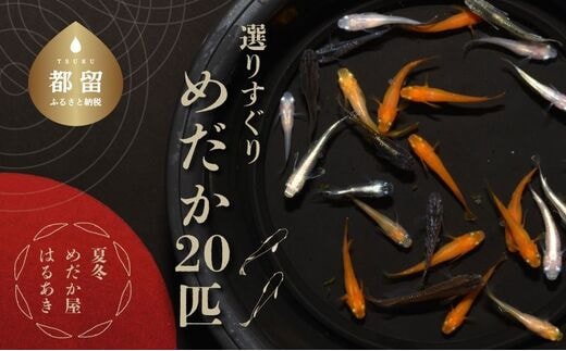 【夏冬めだか屋はるあき】”選りすぐり” めだか 20匹＋（死着保証2匹）