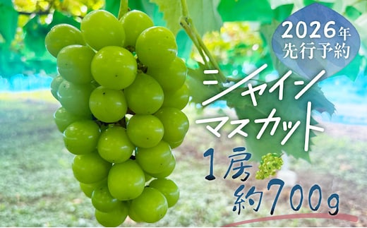 【2026年先行予約】シャインマスカット 1房（約700g）