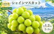 【2027年 先行予約】山梨県産　シャインマスカット 約1.2kg (２房～3房)