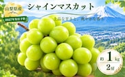 【2027年 先行予約】山梨県産　シャインマスカット 約1.0kg ２房【アズールヤード】 | フルーツ スイーツ 贈答用 プレゼント ギフト