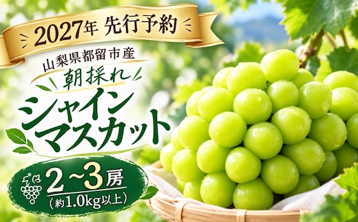 【2027年 先行予約】山梨県都留市産 朝採れ シャインマスカット ２~3房（約1.0kg以上）