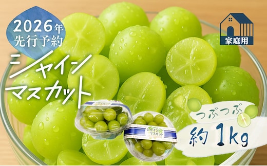 【2026年先行予約】ご家庭用つぶつぶ シャインマスカット（約1.0kg）