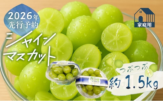 【2026年先行予約】ご家庭用つぶつぶ シャインマスカット（約1.5kg）