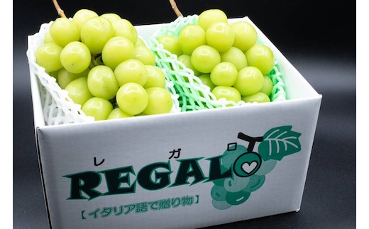 ＜2026年発送先行予約＞【シーズン中3回お届け定期便】頬張る幸福感 ～ 緑の宝石・シャインマスカット ～ 1㎏以上 2～3房 ALPCV011