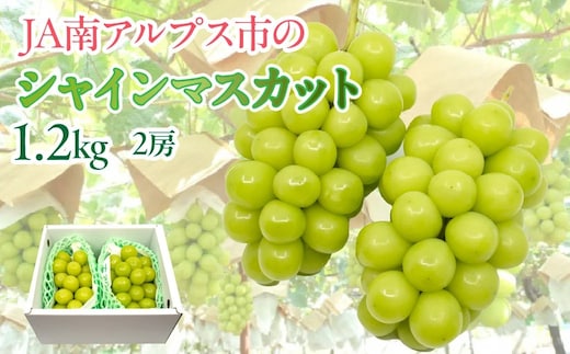 【2027年(令和9年)発送先行予約】来年発送！！★TBSテレビ系列「ひるおび」で取り上げられました！★絶品！南アルプス市産シャインマスカット1.2kg ALPAA003