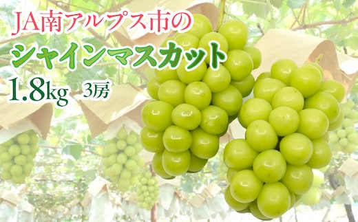 【2027年(令和9年)発送先行予約】来年発送！！★TBSテレビ系列「ひるおび」で取り上げられました！★絶品！南アルプス市産シャインマスカット1.8kg ALPAA004