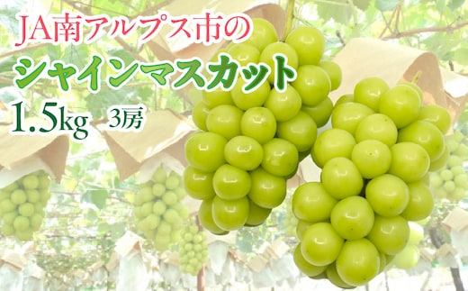 【2027年(令和9年)発送先行予約】来年発送！！絶品！南アルプス市産シャインマスカット1.5kg ALPAA005 山梨 山梨県 ぶどう 葡萄 ブドウ マスカット 種なし 大粒 フルーツ くだもの 果物 高級 新鮮 産地直送 贈答 ギフト 家庭用 1.5キロ 2027年