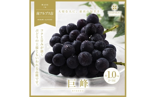＜2026年発送分先行予約＞南アルプス市産 旬の採れたて巨峰 2～3房入り 約1kg ALPAH011