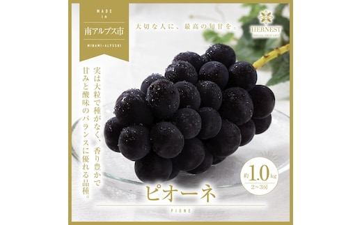 ＜2026年発送分先行予約＞南アルプス市産 旬の採れたてピオーネ 2～3房入り 約1kg ALPAH012