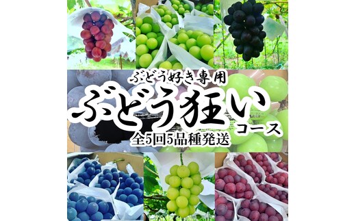 ＜2026年発送分先行予約＞山梨県南アルプス産 ぶどう狂い 【シャインマスカットを含む旬のぶどう５種】旬を迎えた順から発送 【定期便 約1ｋｇ 全5回】 ALPAH018