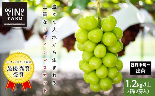 ２０２６年秋収穫先行予約 山梨県産シャインマスカット １．２ｋｇ以上／箱 ２房入 ALPAK005