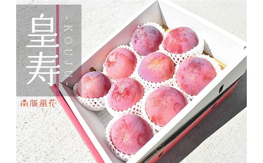 【2026年発送先行予約】高級スモモ【皇寿】1.8kg 相当 ALPAJ017