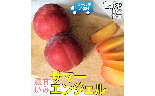 ＜2026年発送先行予約＞クール便 収穫当日に発送 プラム【サマーエンジェル】1.5kg（10～12玉） ALPDG001