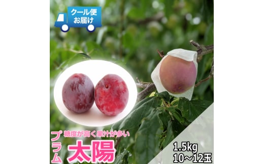 ＜2026年発送先行予約＞クール便 収穫当日に発送 プラム【太陽】1.5kg（10～12玉） ALPDG002