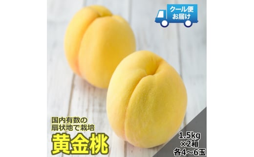 ＜2026年発送先行予約＞クール便 収穫当日に発送 【黄金桃】1.5kg×2箱（各箱：4～6玉） ALPDG003
