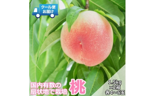 ＜2026年発送先行予約＞クール便 収穫当日に発送 【桃】1.5kg×2箱（各箱：4～6玉） ALPDG004